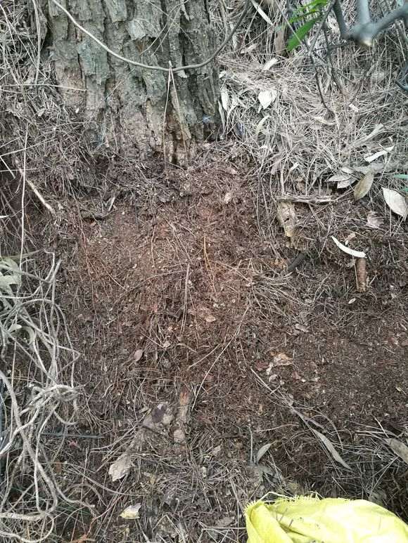 松树下山桩下一层厚厚的腐叶土 要杀茵吗