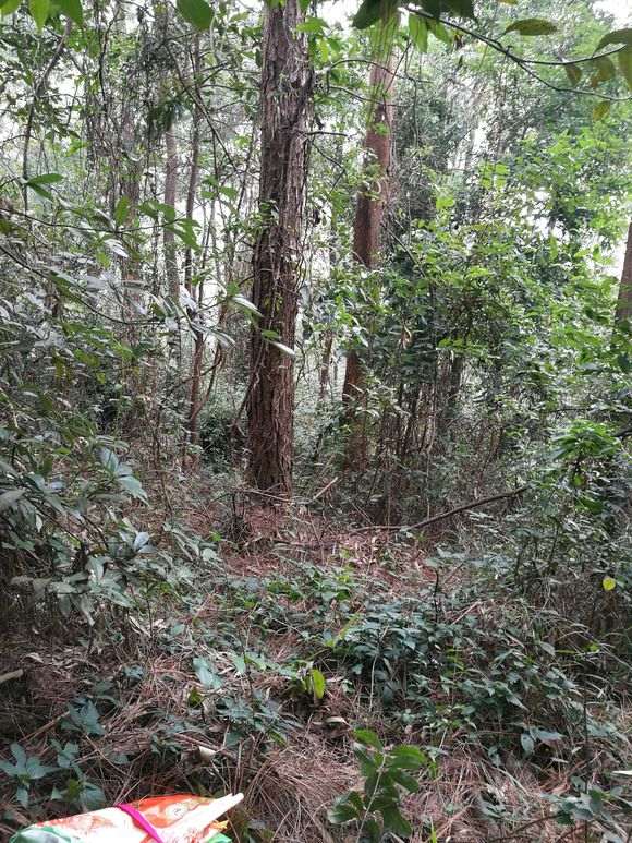 松树下山桩下一层厚厚的腐叶土 要杀茵吗