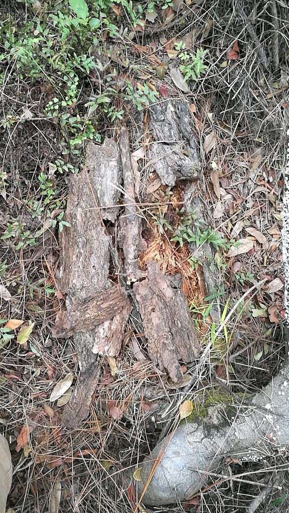 松树下山桩下一层厚厚的腐叶土 要杀茵吗