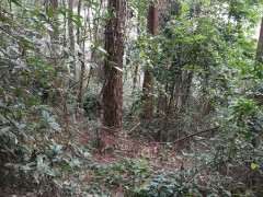 松树下山桩下一层厚厚的腐叶土 要杀茵吗