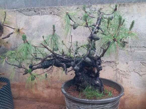 我的云南松树下山桩 大家给个意见 图片