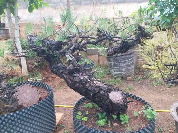 我的云南松树下山桩 大家给个意见 图片