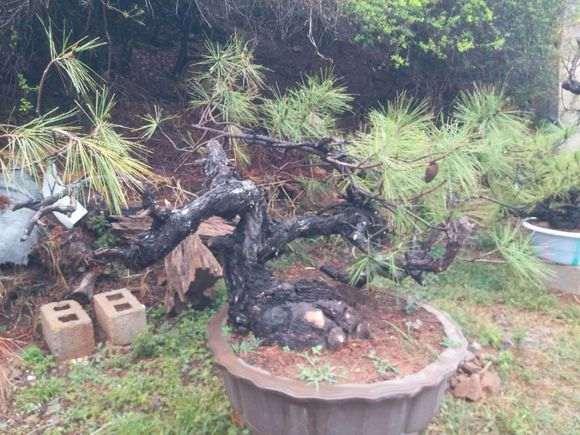 我的云南松树下山桩 大家给个意见 图片