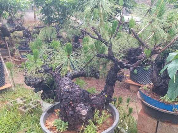 我的云南松树下山桩 大家给个意见 图片