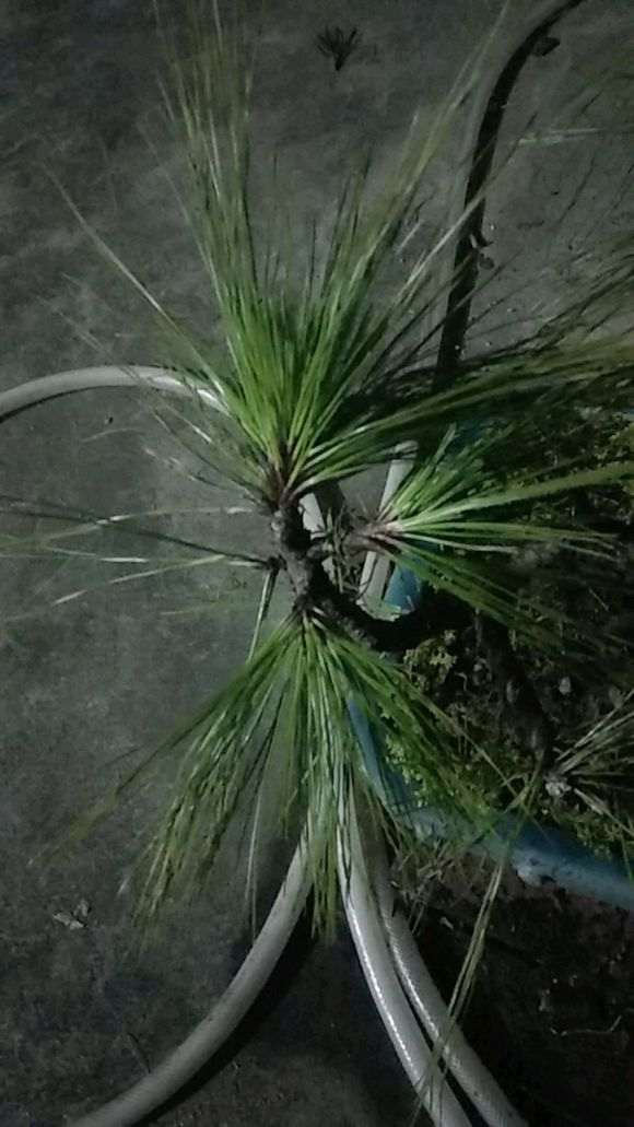 我的云南松树下山桩 大家给个意见 图片