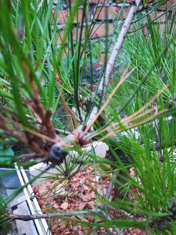 松树下山桩出现这种现象是怎么回事