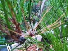 松树下山桩出现这种现象是怎么回事