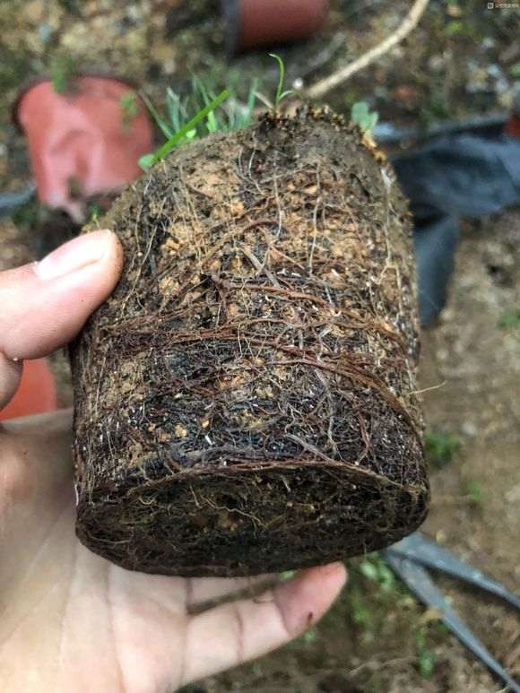 松树下山桩怎么用赤玉土换盆的方法