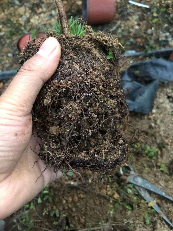 松树下山桩怎么用赤玉土换盆的方法