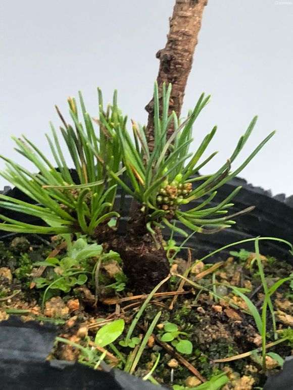 松树下山桩怎么用赤玉土换盆的方法