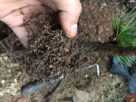 松树下山桩怎么用赤玉土换盆的方法