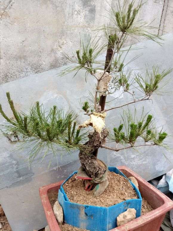 松树下山桩上长虫子