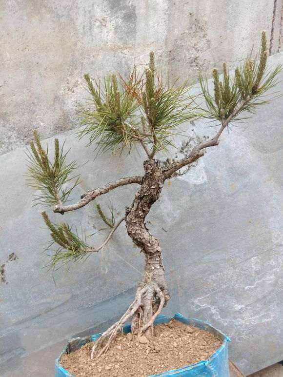 松树下山桩上长虫子