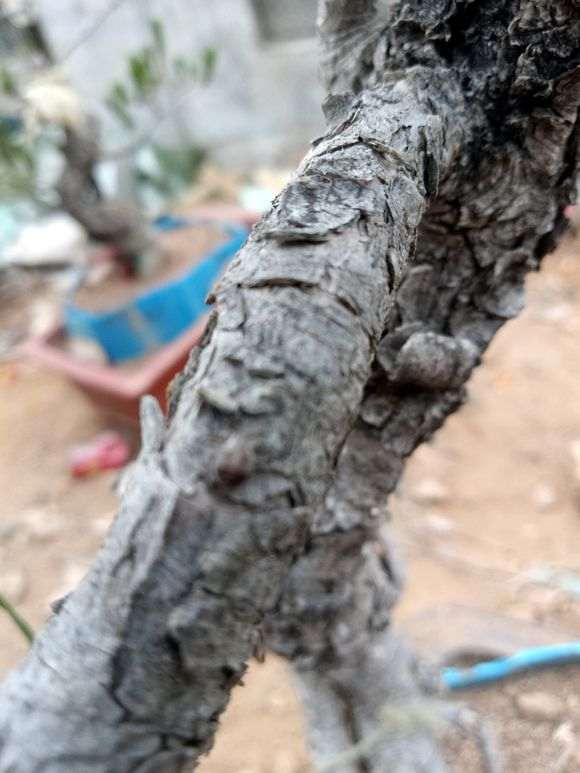 松树下山桩上长虫子