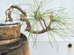 求教松树下山桩配土方法 图片