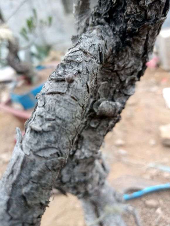 松树下山桩什么时候断根合适 图片