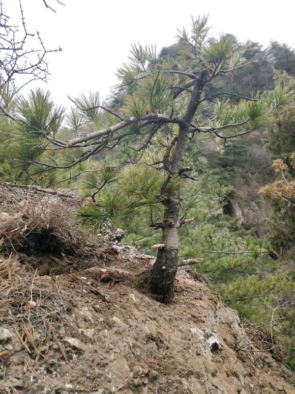 松树下山桩什么时候断根合适 图片