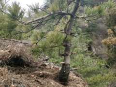 松树下山桩什么时候断根合适 图片