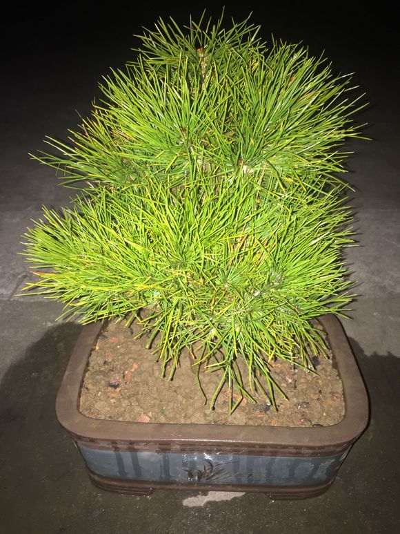 今天刚种好的松树下山桩 能不能成活