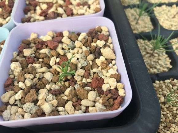 多杆松树盆景怎么造型培育的方法