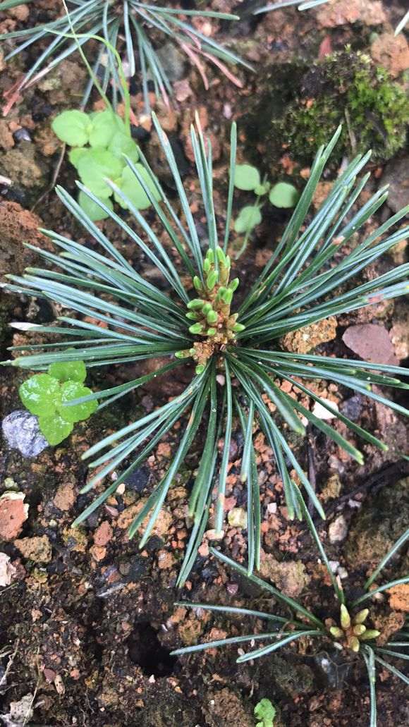 多杆松树盆景怎么造型培育的方法