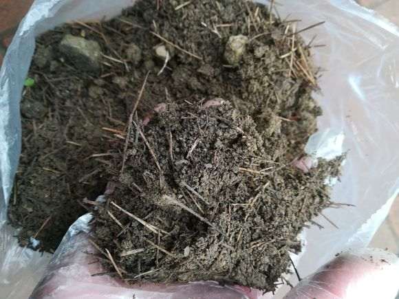 松树下山桩下刮得 是松针土吗 图片
