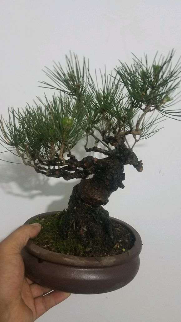 济南哪里山上有松树下山桩可以挖