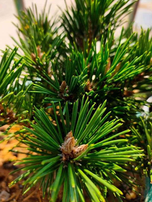 松树下山桩的蜡烛头需要摘掉吗 图片