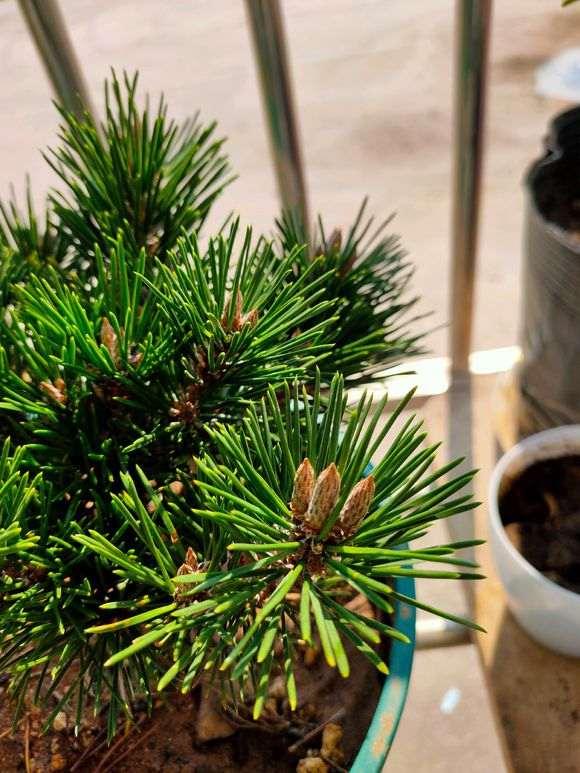 松树下山桩的蜡烛头需要摘掉吗 图片