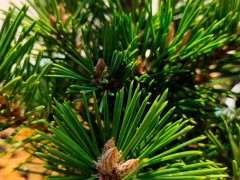 松树下山桩的蜡烛头需要摘掉吗 图片