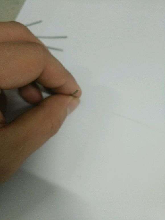 为什么松树下山桩针叶横截面是三角形