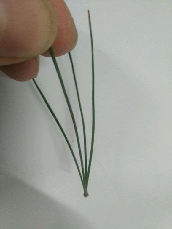 为什么松树下山桩针叶横截面是三角形