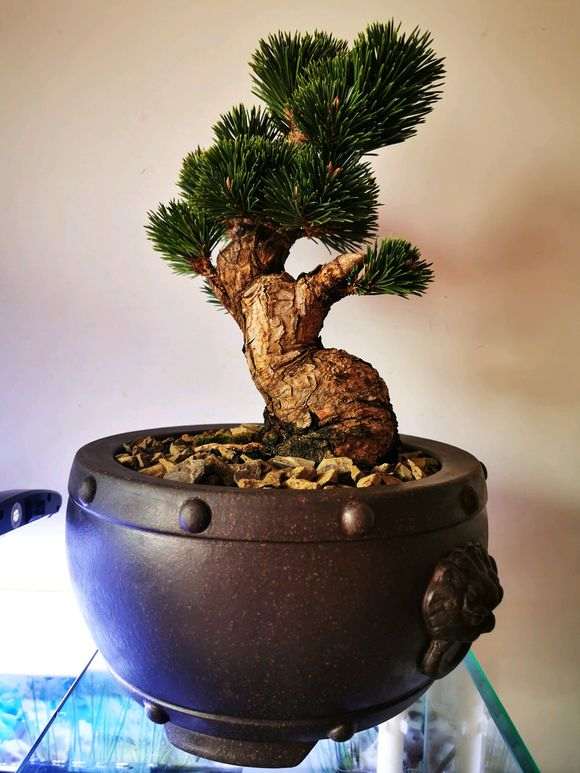 10月松树下山桩怎么换盆的注意事项