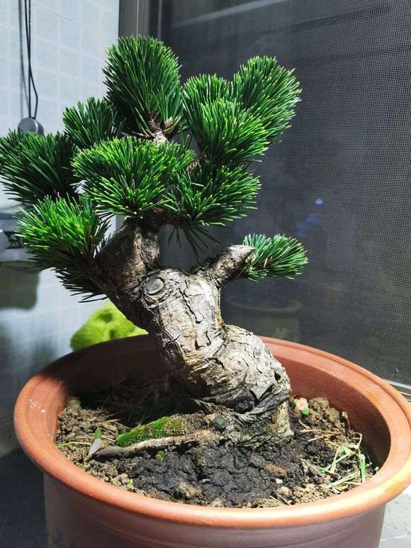 10月松树下山桩怎么换盆的注意事项