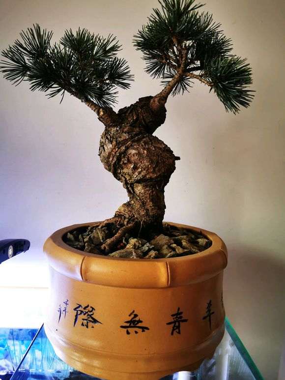 10月松树下山桩怎么换盆的注意事项