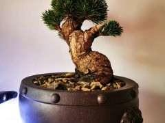 10月松树下山桩怎么换盆的注意事项