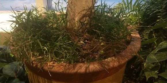 松树下山桩的叶子干枯 怎么办