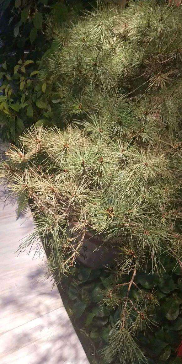 松树下山桩的叶子干枯 怎么办