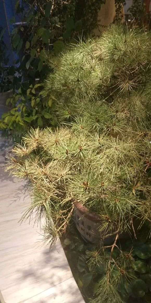 松树下山桩的叶子干枯 怎么办