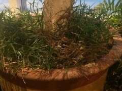 松树下山桩的叶子干枯 怎么办