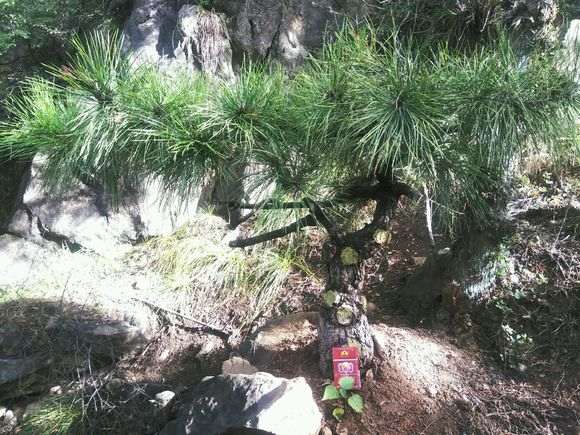 给松树下山桩灌根硫酸亚铁会不会烧根