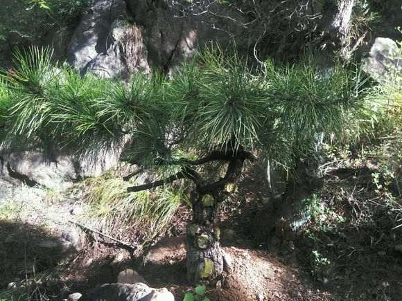 给松树下山桩灌根硫酸亚铁会不会烧根