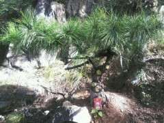 给松树下山桩灌根硫酸亚铁会不会烧根