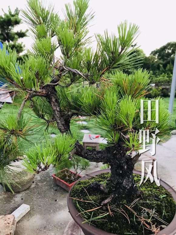 松树下山桩怎么造型 有什么注意事项