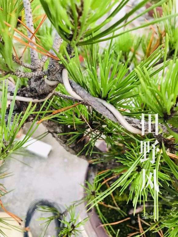 松树下山桩怎么造型 有什么注意事项