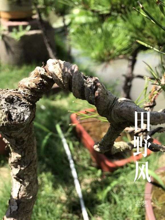 松树下山桩怎么造型 有什么注意事项