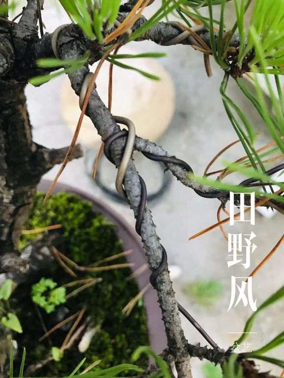 松树下山桩怎么造型 有什么注意事项