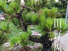 松树下山桩怎么造型 有什么注意事项