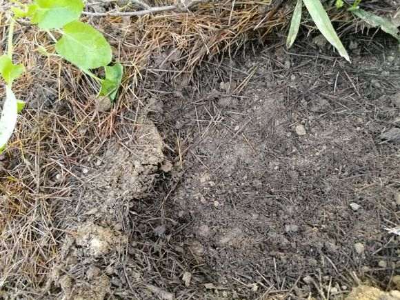 松树下山桩下边一层都腐黑了