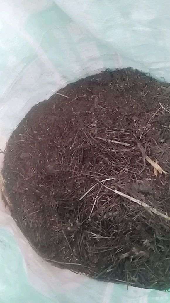 松树下山桩腐叶土栽绿萝行吗 图片